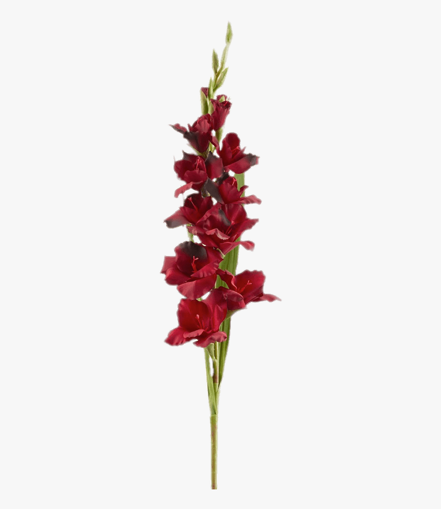 Red Gladiolus Clip Art , Free Transparent Clipart