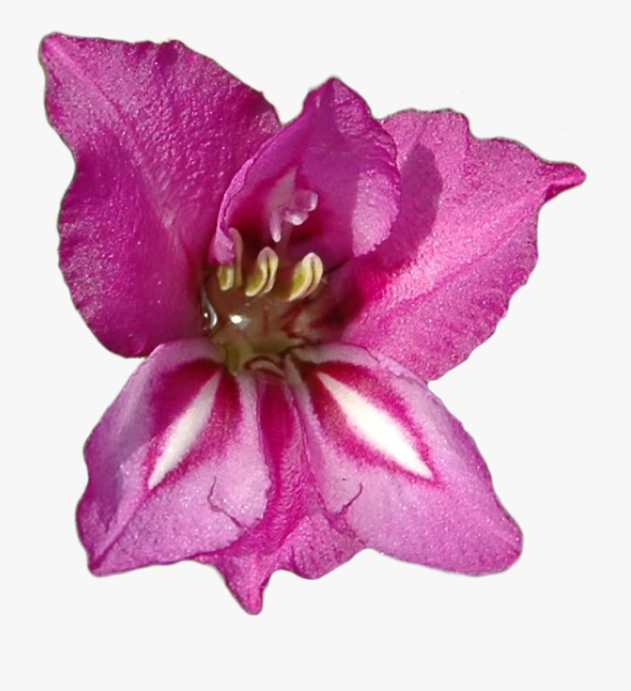 Gladiolus Clipped20180611 18523 8ptwc5 - Gladiolus Flower, Transparent Clipart
