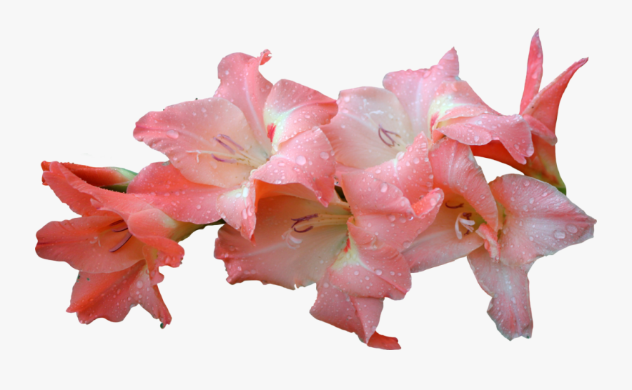 Flowers & Leafs Png - Gladiolus Flower Png Pink, Transparent Clipart
