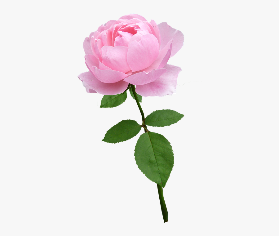 Collection Of Free Gladiolus Drawing Light Pink Flower - Transparent Pink Rose Stem, Transparent Clipart