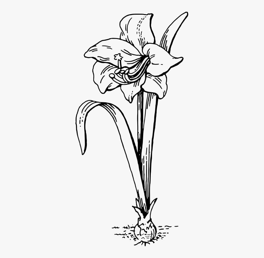 Amaryllis 2 - Outline Of A Flower Plant, Transparent Clipart