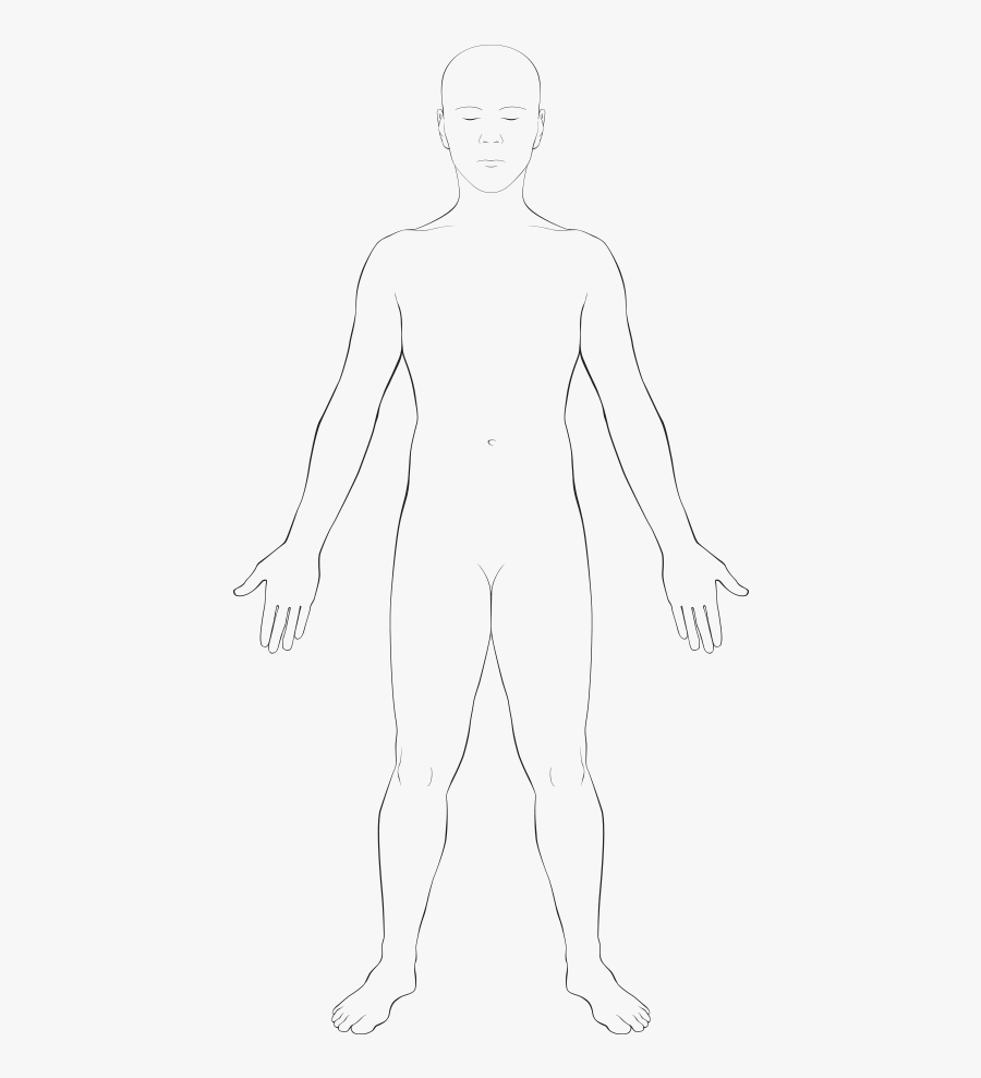 Anatomy Vector Body Outline Physical Body- - Human Body Outline Of Body Transparent, Transparent Clipart