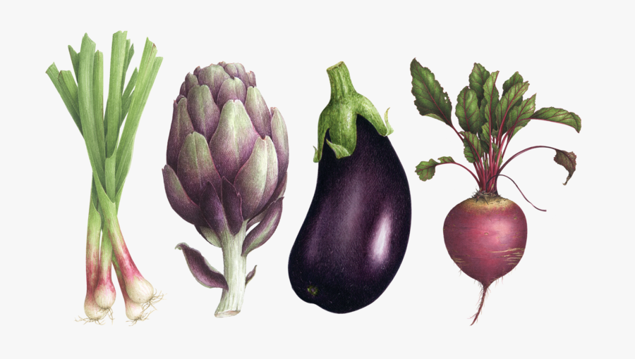 Botanical Art Beetroot, Transparent Clipart