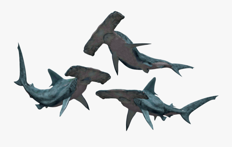 Shark, Sharks, Hammerhead, Fish, Danger, Dangerous - Hammerhead Shark Transparent Background, Transparent Clipart