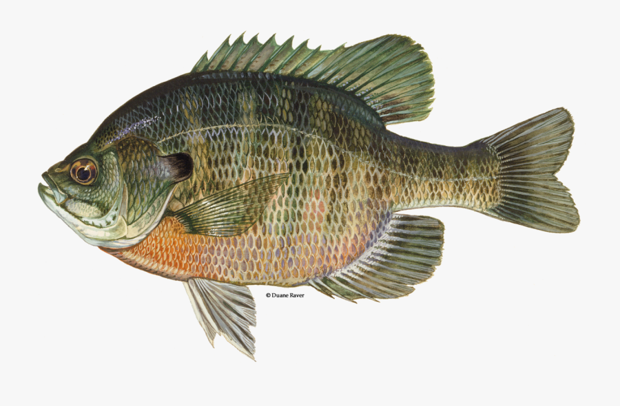 Bluegill Fish, Transparent Clipart
