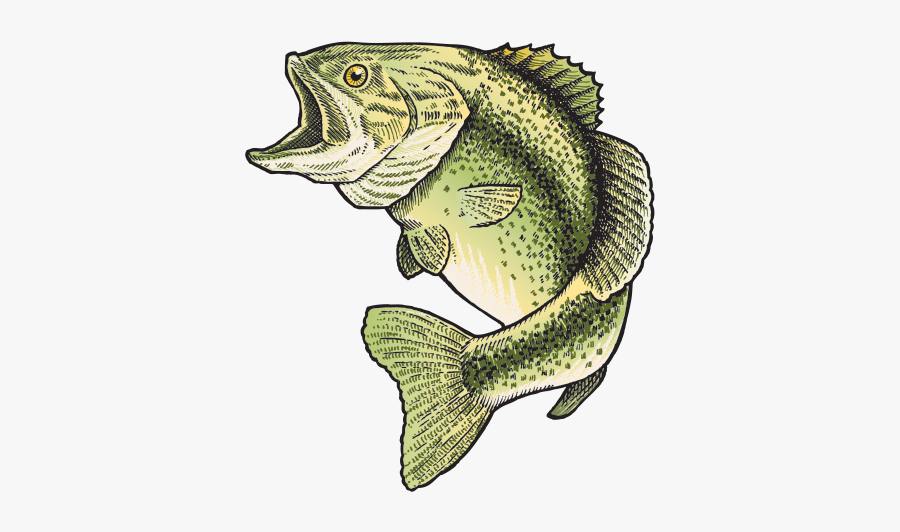 15 Bluegill Drawing Cartoon For Free Download On Mbtskoudsalg - Cartoon, Transparent Clipart