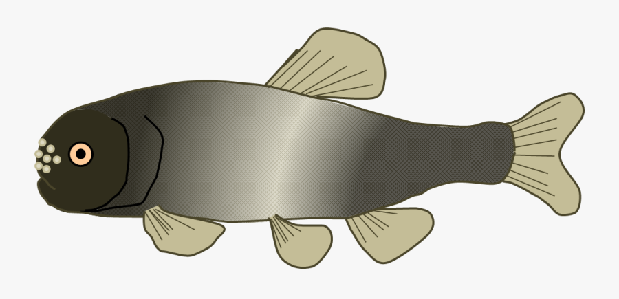 Fathead Minnow - Fathead Minnow Cartoon, Transparent Clipart