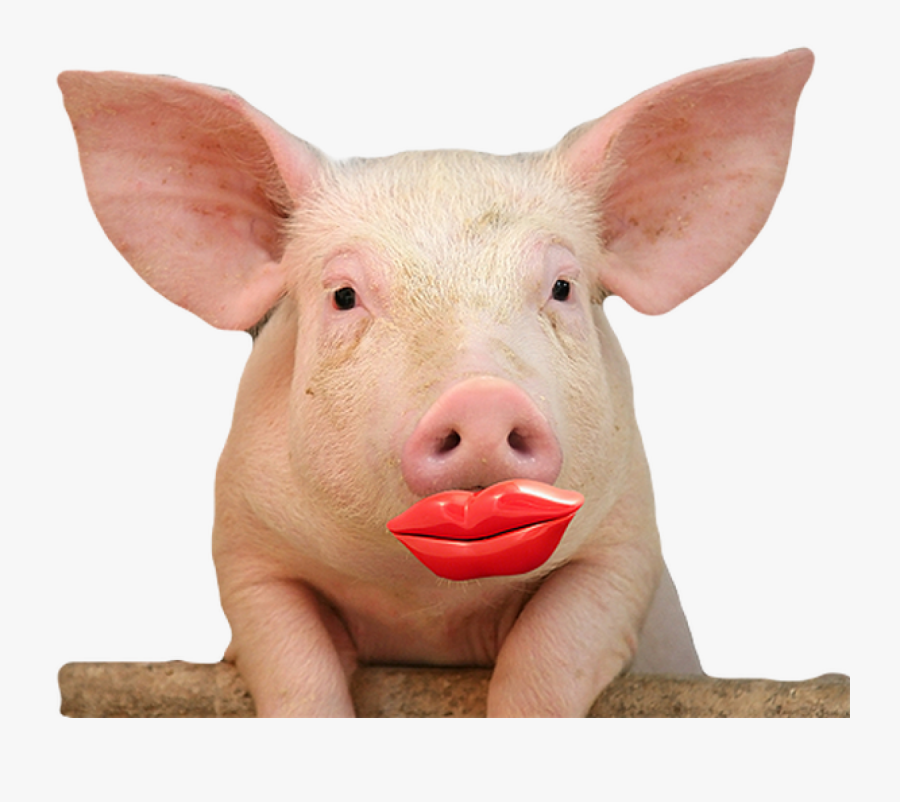 Lipstick On A Pig, Transparent Clipart