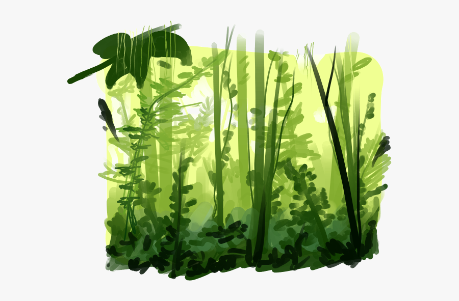 Rainforest Png Pic - Rainforest Png, Transparent Clipart