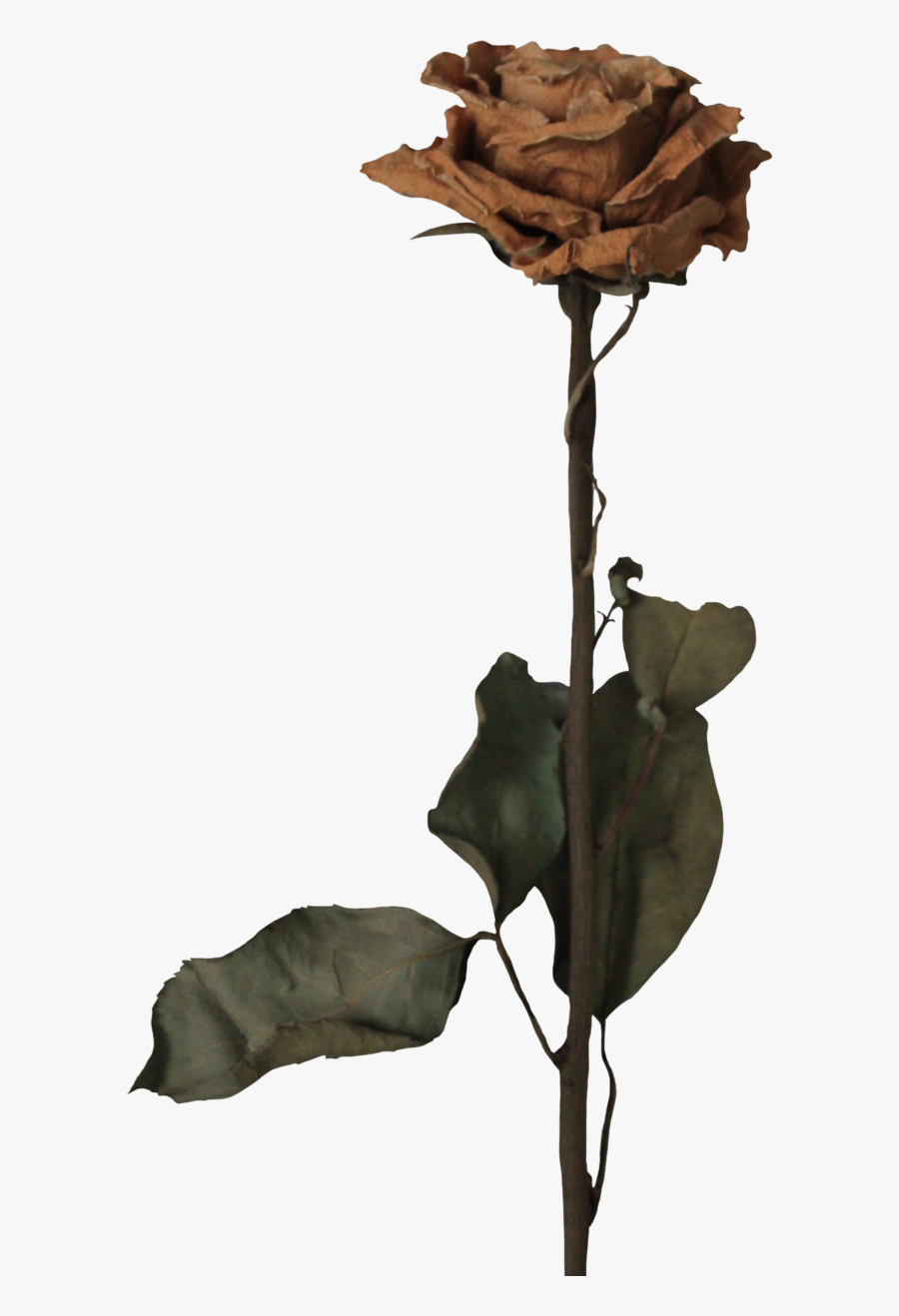646 X 1238 - Dead Flowers Png, Transparent Clipart