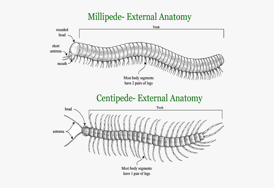 Clip Art Millipedes Picture - Millipedes And Centipedes, Transparent Clipart