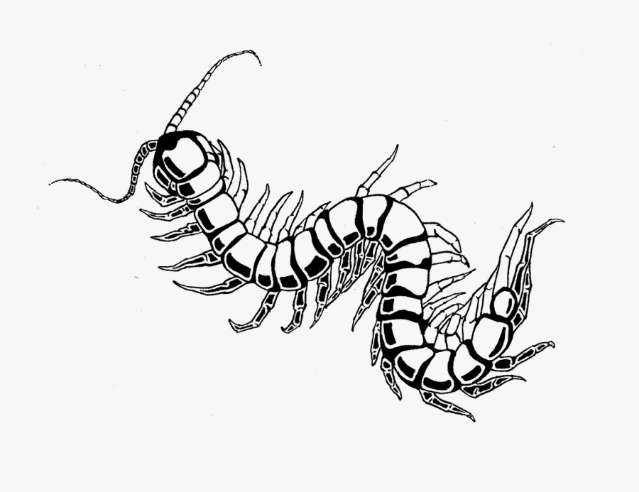 Centipede - Centipede Drawing, Transparent Clipart