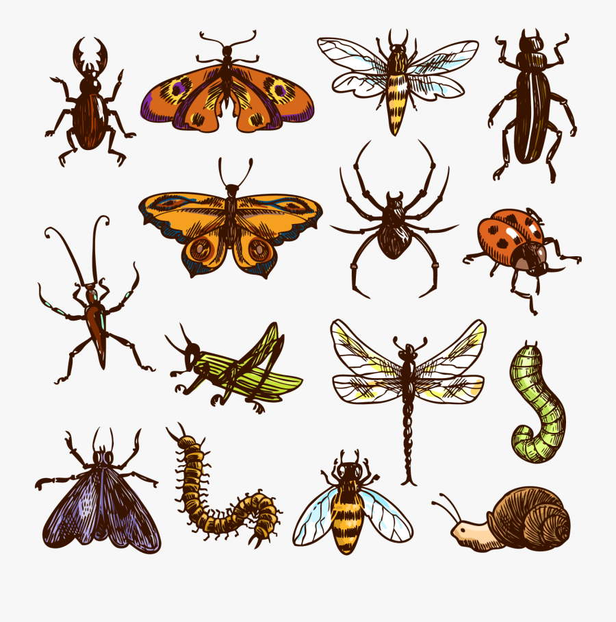 Insect Clipart Centipede - Bug Mugs, Transparent Clipart