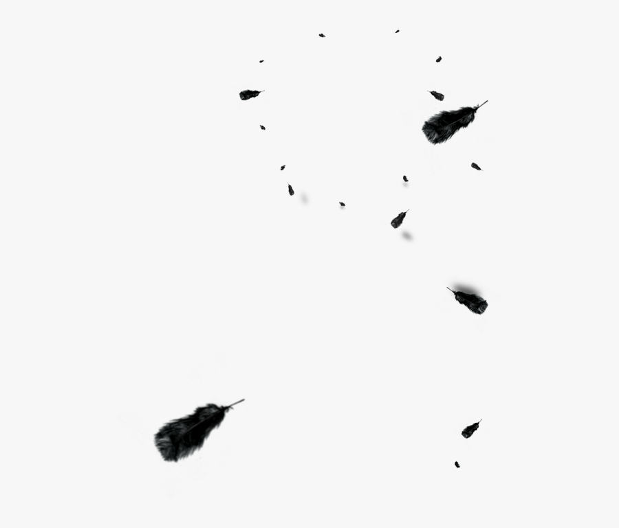 And Floating Euclidean Vector Black Feather White Clipart - Feather, Transparent Clipart