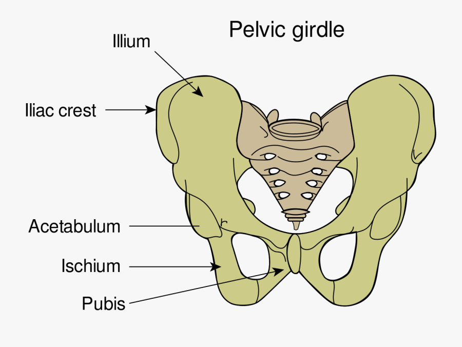 Clip Art Pubis Wikipedia - O Que É Pélvis, Transparent Clipart