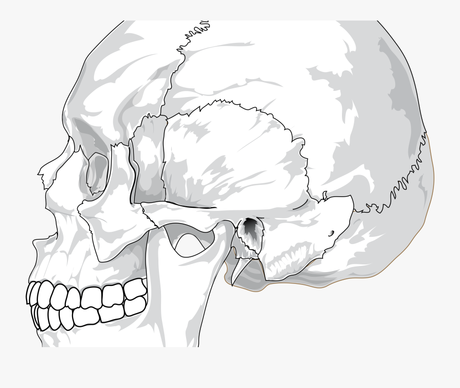 Human Skull Side View Drawing , Transparent Cartoons - Human Skull Side View Drawing, Transparent Clipart