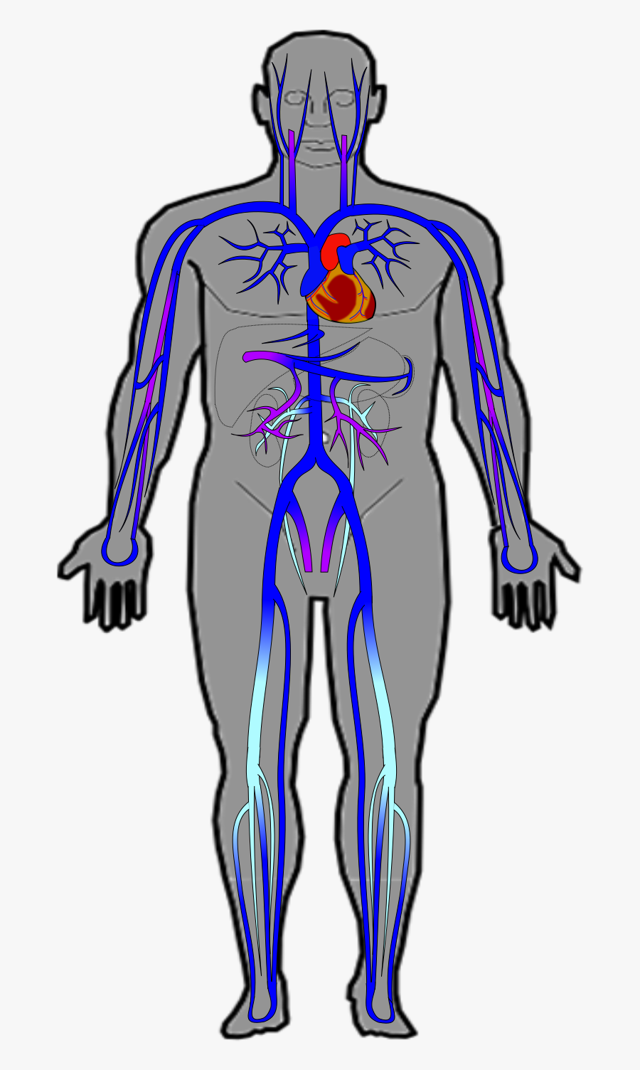 Behind The Vein Vascular Transparent Background - Veins Of A Human, Transparent Clipart