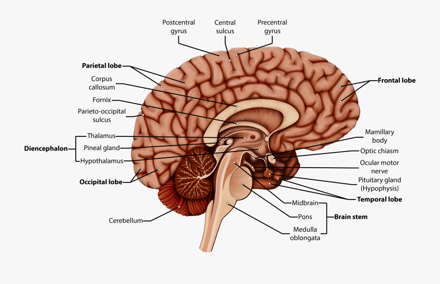 Organism Brain Human Behavior Homo Sapiens - Sagittal Cut Of Brain Labeled, Transparent Clipart