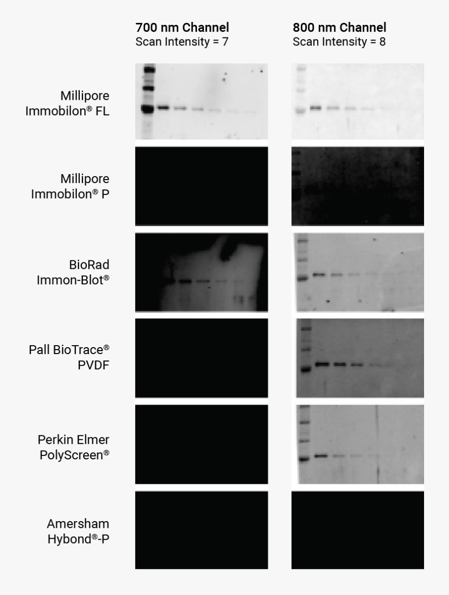 Membranes - Western Blot Pvdf Nitrocellulose, Transparent Clipart