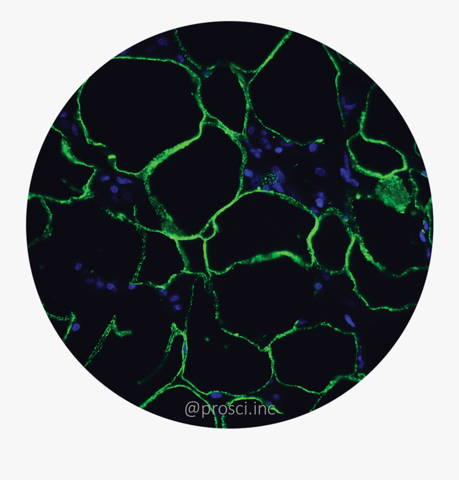 Circle, Transparent Clipart