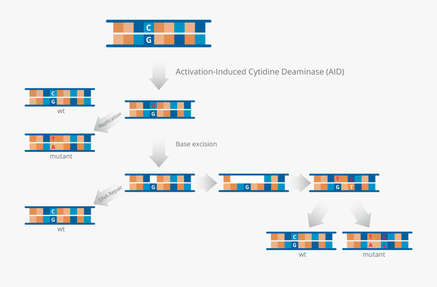 Antibody Maturation Somatic Hypermutation - Somatic Hypermutation Enzyme, Transparent Clipart