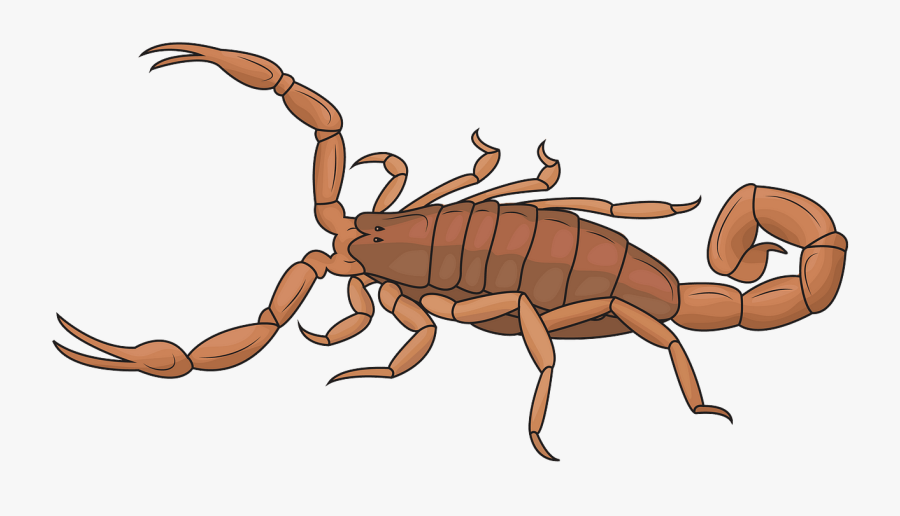 Pest, Transparent Clipart