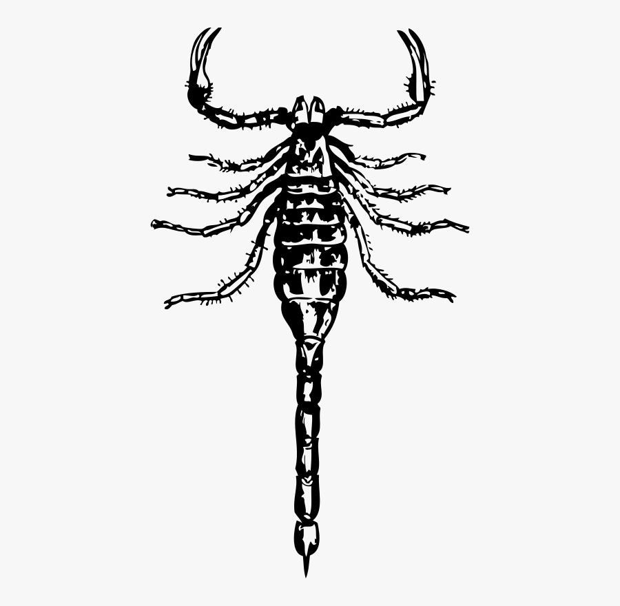 Scorpion, Transparent Clipart