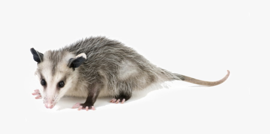 Get Rid Of Possums, Transparent Clipart