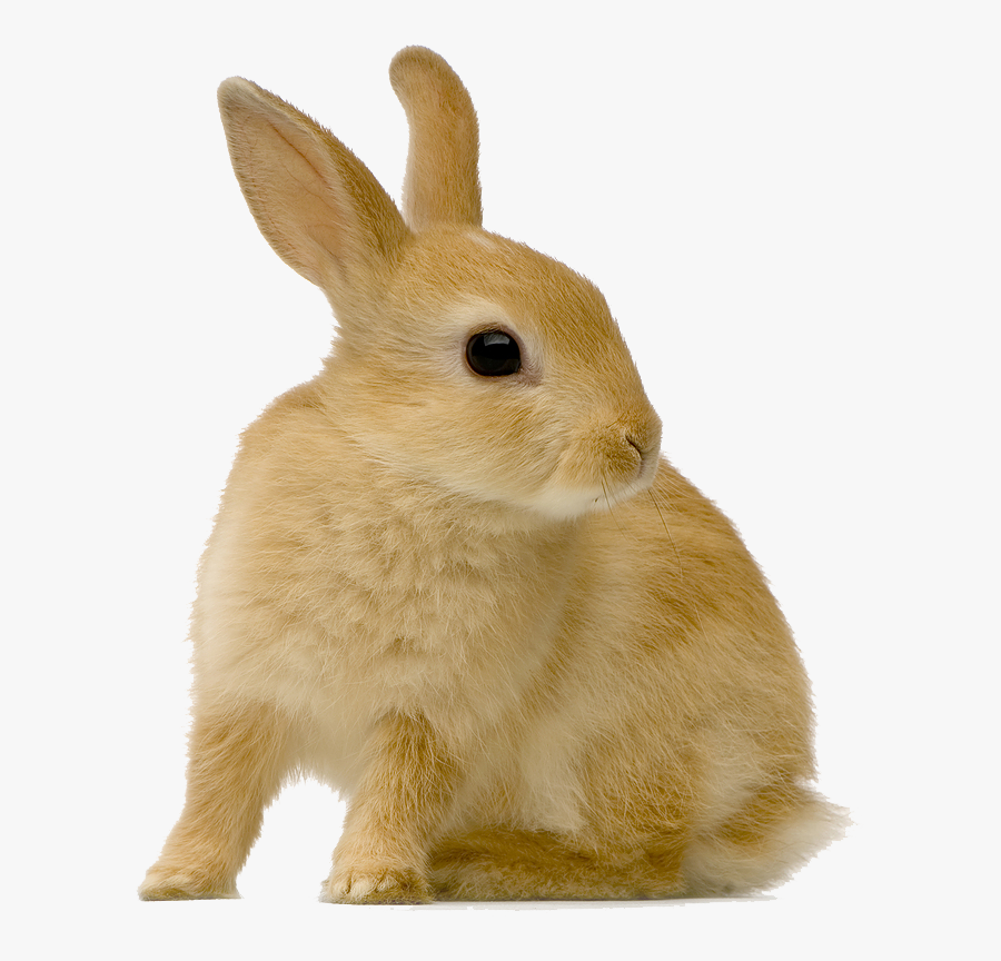 Rabbit"s Teeth Grow Continuously And Must Be Checked - Rabbit Dreamstime, Transparent Clipart