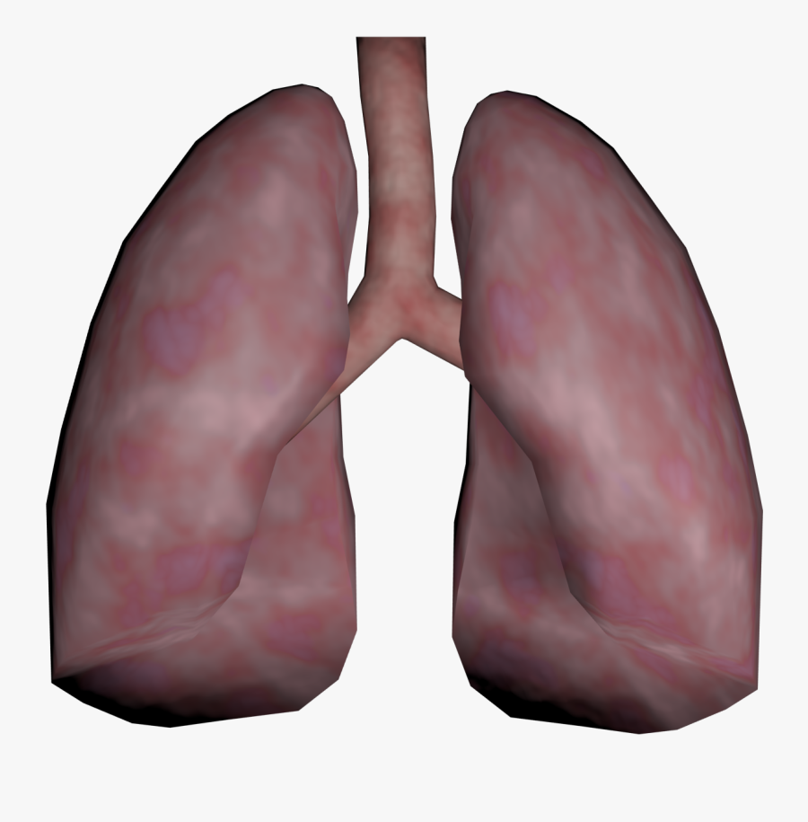 Lungs Png Transparent Images - Real Human Lung Png, Transparent Clipart