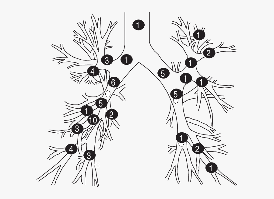 Tree Drawing Lung - Illustration, Transparent Clipart