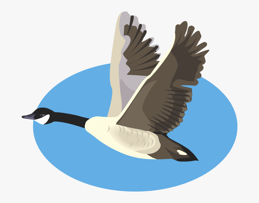 Duck, Transparent Clipart