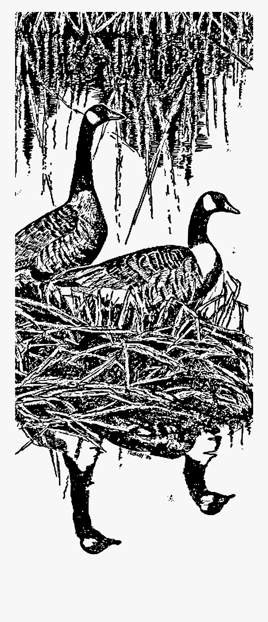 Nesting Canada Geese Clip Arts - Canada Geese Nesting Clip Art, Transparent Clipart