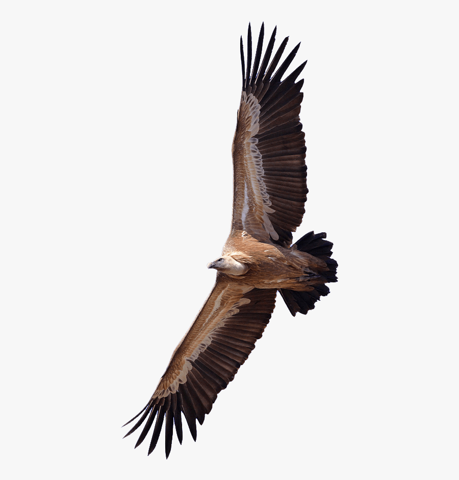 Transparent Vulture Clipart - Vulture Png, Transparent Clipart