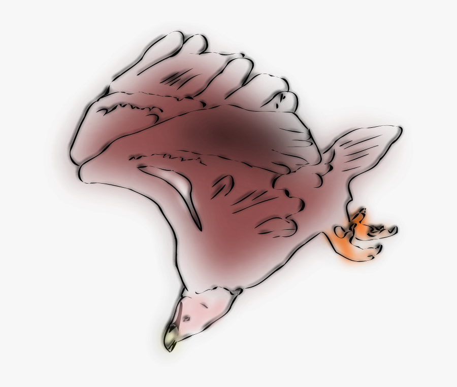 Griffon Vulture Sketch - Clip Art, Transparent Clipart