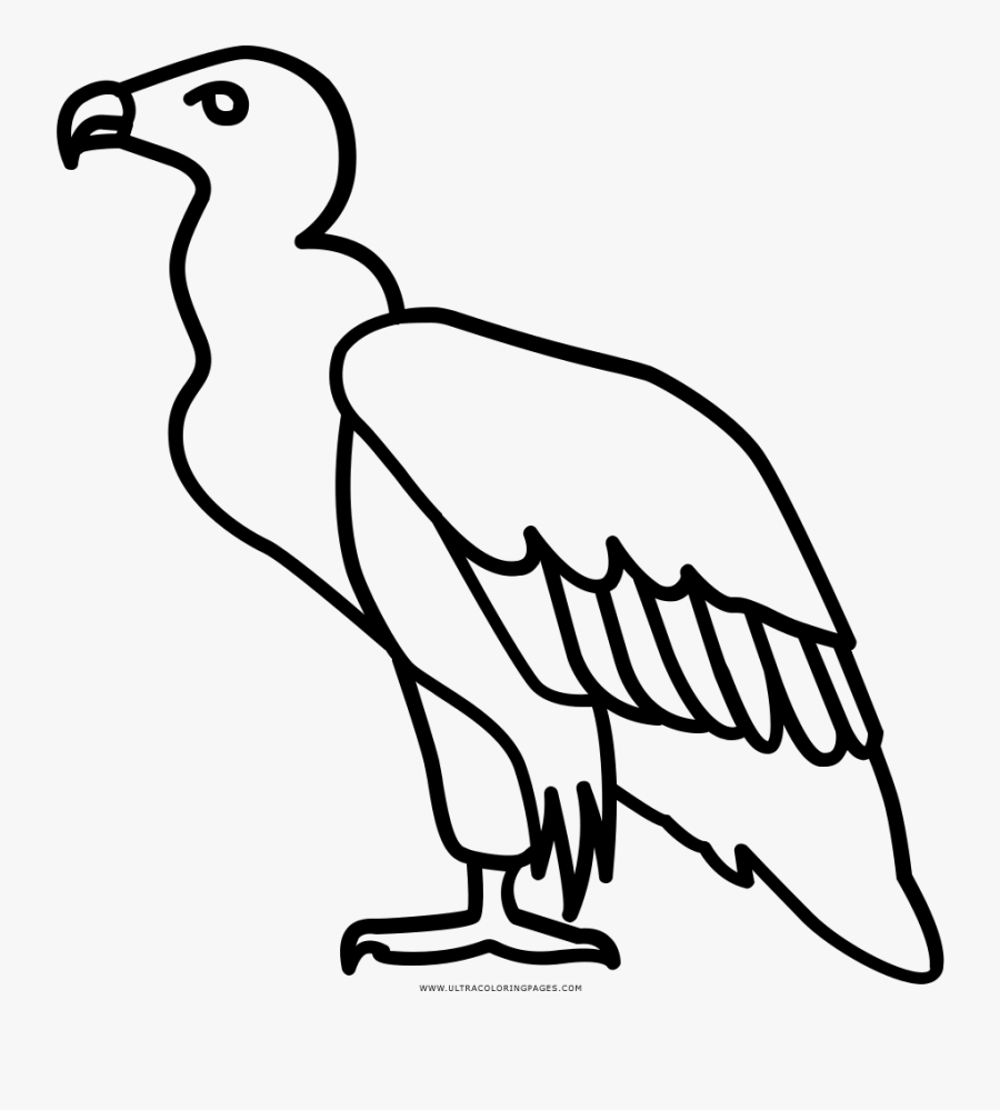 Collection Of Free Vulture Drawing Turkey Download - Drawing Of A Scavenger, Transparent Clipart