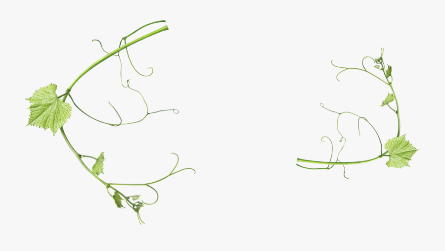 Napa Valley Clipart - Drawing, Transparent Clipart