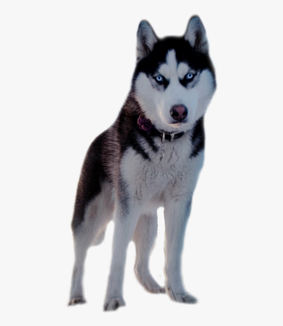 Husky Png, Transparent Clipart