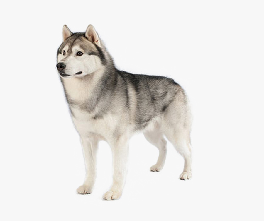 Dog,mammal,siberian Malamute,dog Breed,carnivore,sled - Husky Png, Transparent Clipart