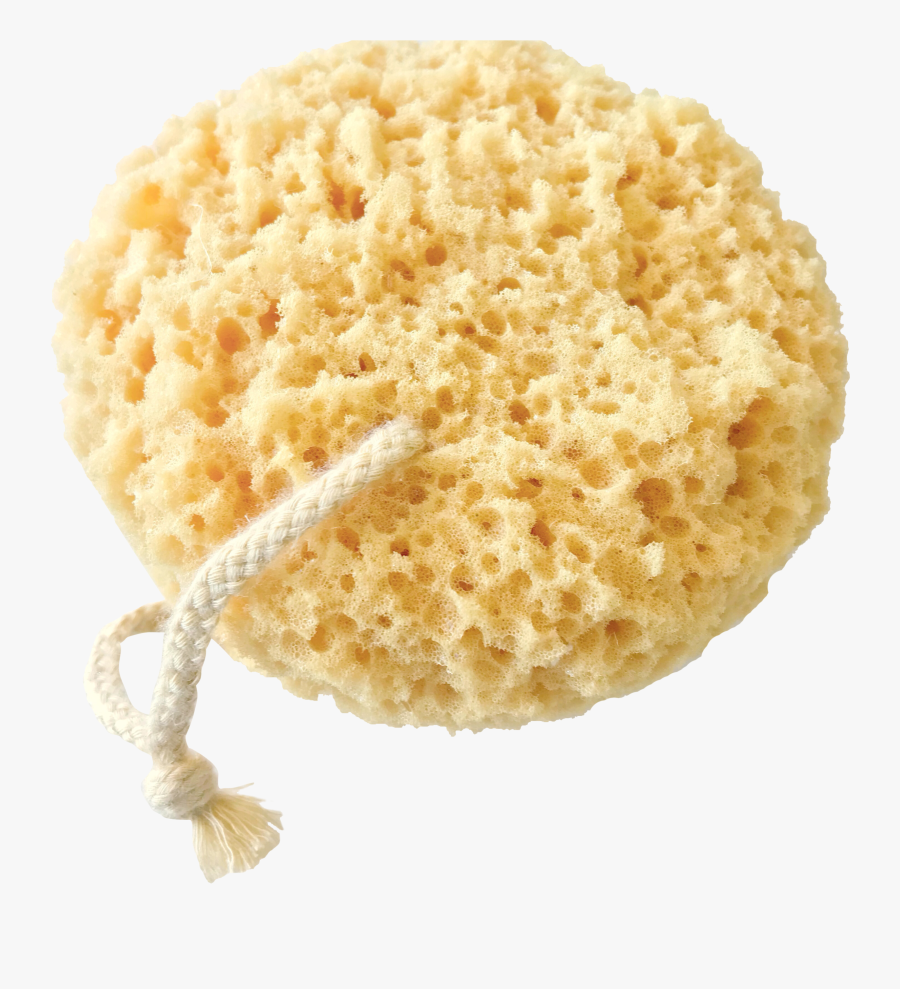 Sponge Bath Png - Sea Sponge, Transparent Clipart