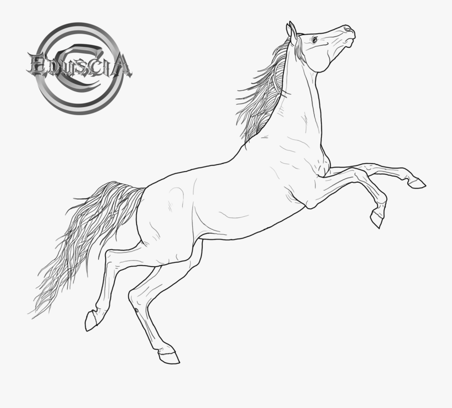 Stallion Clipart Racking Horse - Arabian Horse Coloring Page, Transparent Clipart