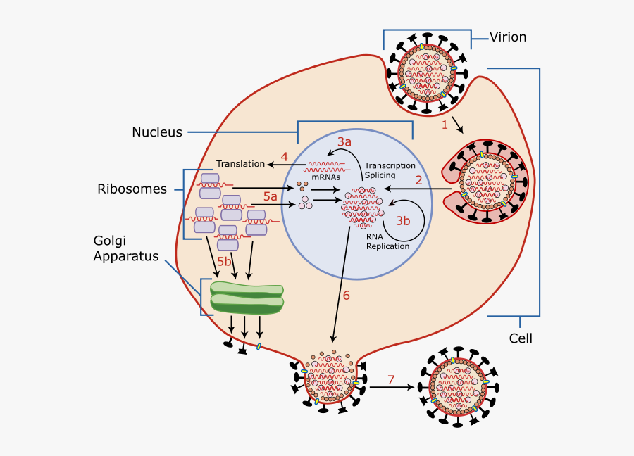 Viral Replication, Transparent Clipart