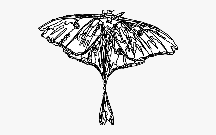 Moth, Transparent Clipart
