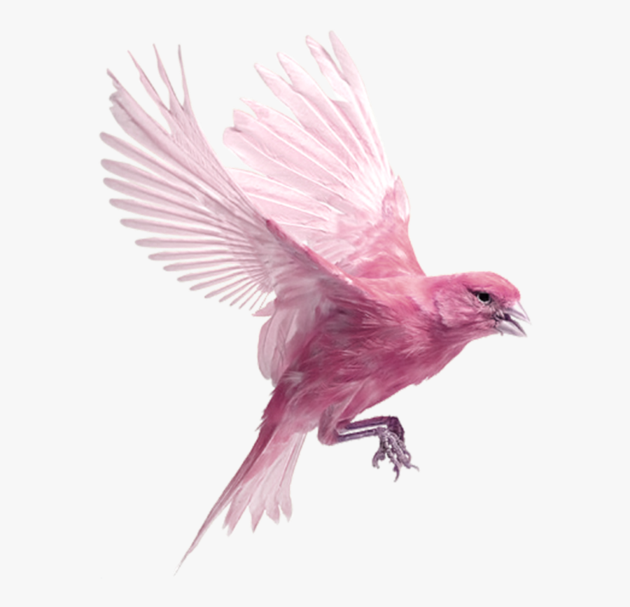 #mq #pink #birds #bird #flying - Birds Transparent, Transparent Clipart