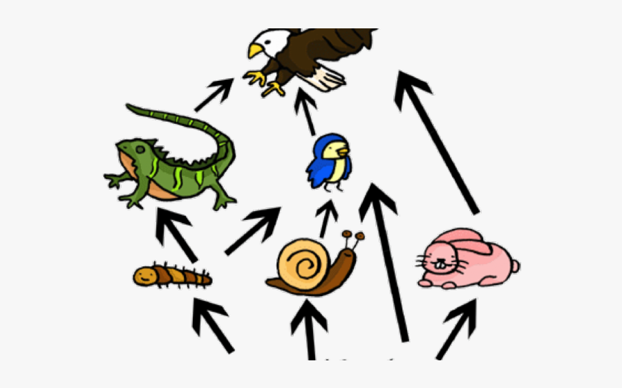 Food Web In Land, Transparent Clipart