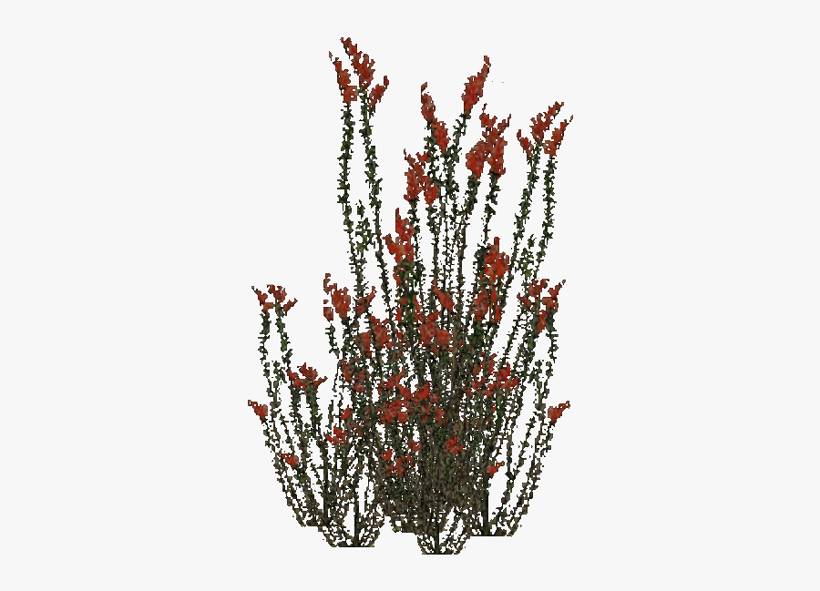 Ocotillo Plant Ocotillo Png, Transparent Clipart