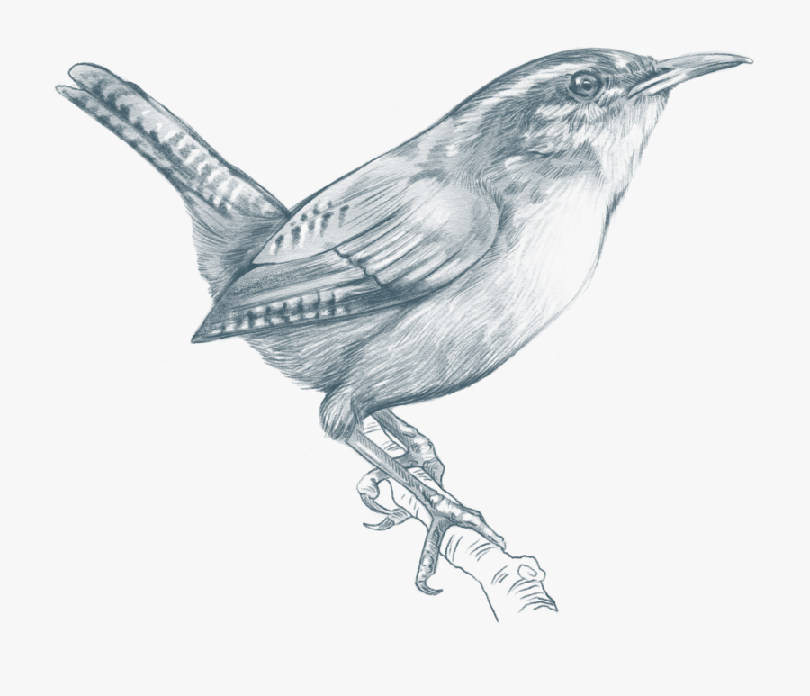 Northern Mockingbird, Transparent Clipart