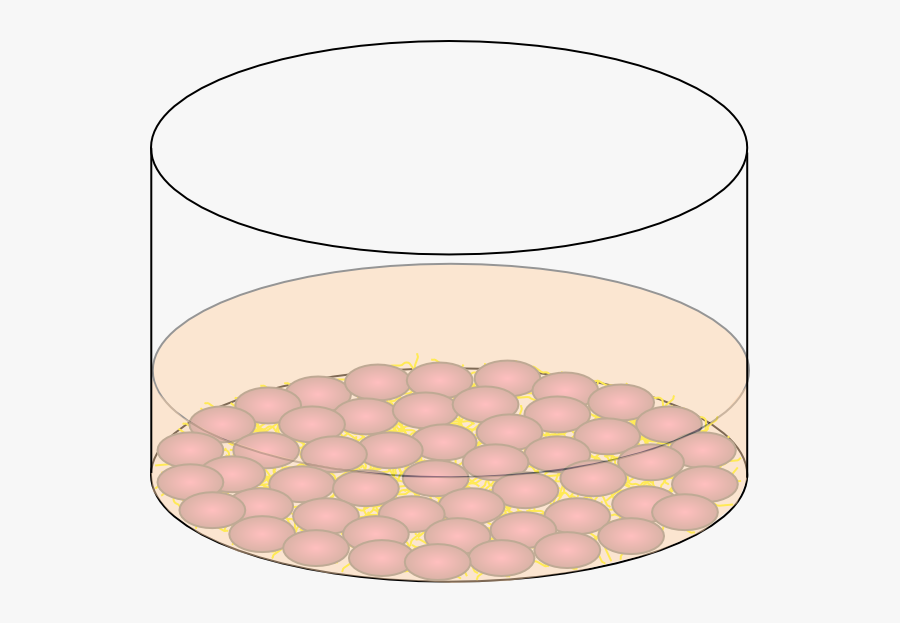 Circle, Transparent Clipart