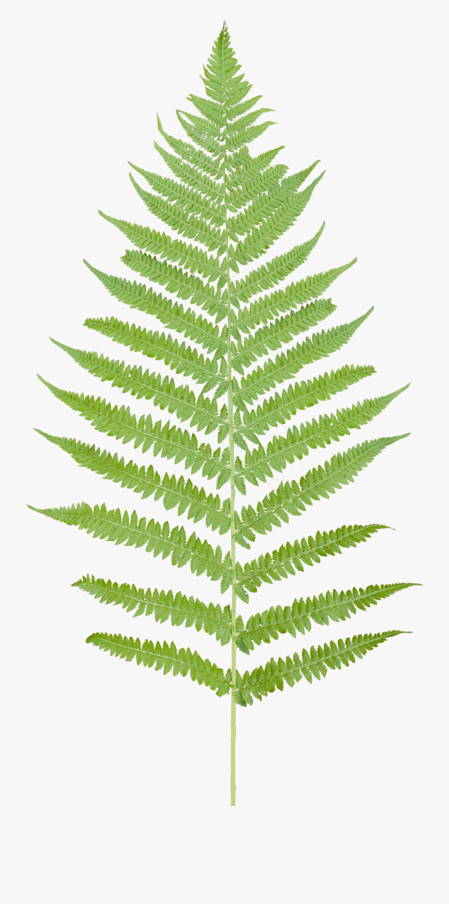 Vegetation Drawing Pine Tree - Fern Png, Transparent Clipart