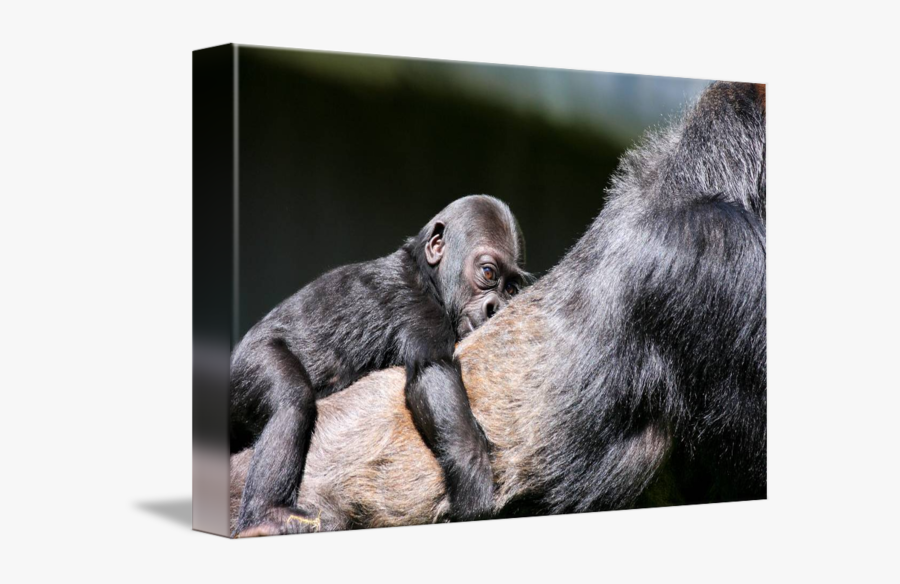 Clip Art Through The Eyes Gorilla - Common Chimpanzee, Transparent Clipart